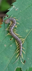 Scolopendra mutilans