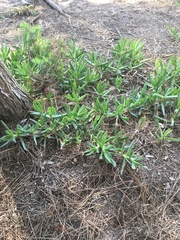 Carpobrotus acinaciformis