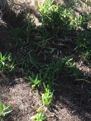 Carpobrotus acinaciformis
