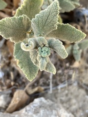 Salvia dominica