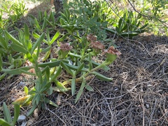 Carpobrotus