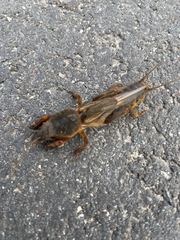 Gryllotalpa gryllotalpa