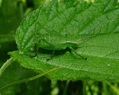 Isophya camptoxypha