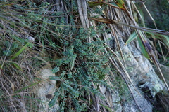 Pimelea prostrata seismica