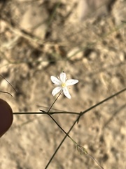 Gypsophila capillaris