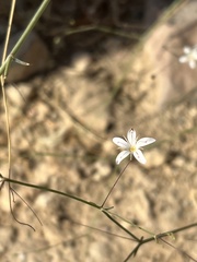 Gypsophila capillaris