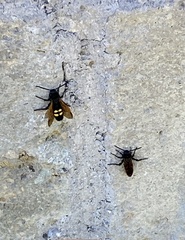 Megascolia