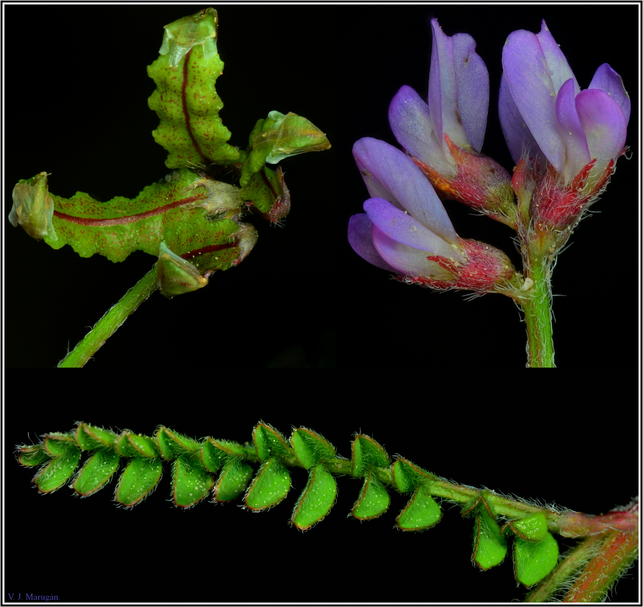 Biserrula pelecinus