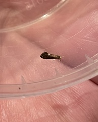 Psychoides filicivora