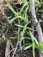 Carpobrotus acinaciformis