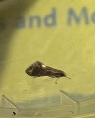 Psychoides filicivora