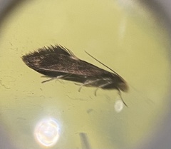 Psychoides filicivora