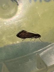 Psychoides filicivora