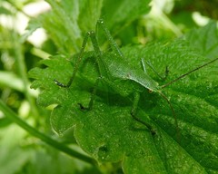 Isophya camptoxypha
