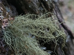 Usnea cornuta
