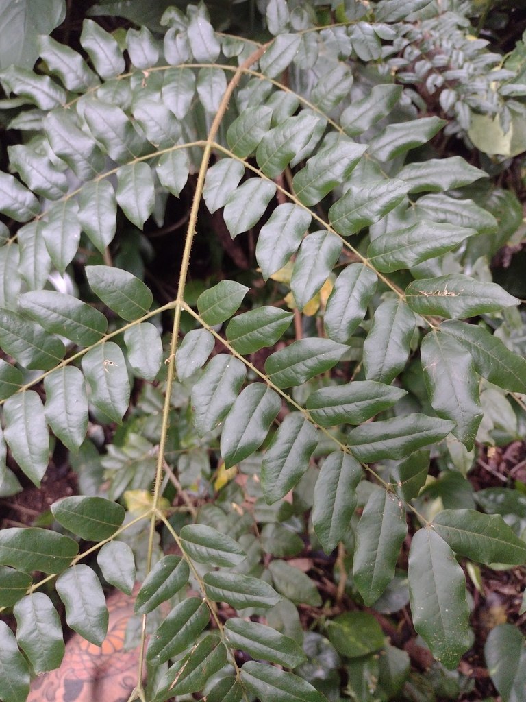 Nickernut Beanshell Nickernut in May 2022 by Kevin Faccenda · iNaturalist