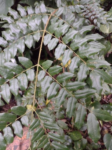 Guilandina bonduc observed 2022-05-19