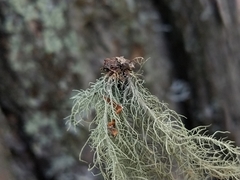 Usnea cornuta