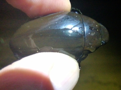 Hydrophilus aterrimus