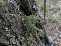 Usnea cornuta