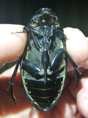 Hydrophilus aterrimus