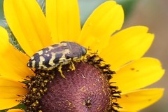 Acmaeodera mixta