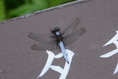 Orthetrum japonicum