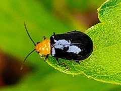 Aulacophora nigripennis