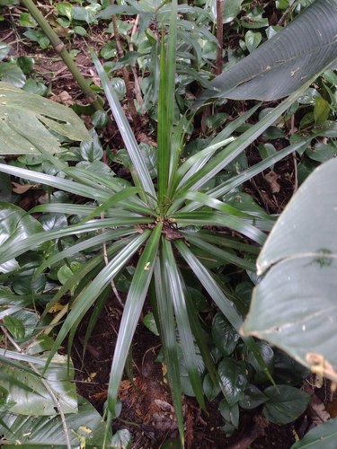 Dracaena angustifolia observed 2022-05-19