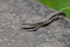 Takydromus tachydromoides