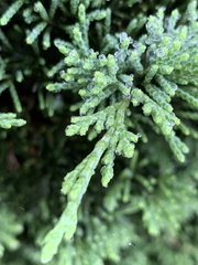 Juniperus procumbens