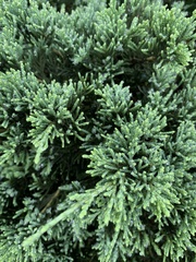 Juniperus procumbens