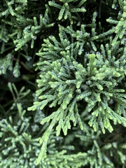 Juniperus procumbens