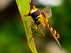 Sphaerophoria