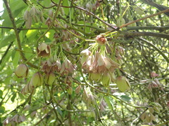 Lardizabalaceae