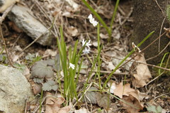 Puschkinia scilloides