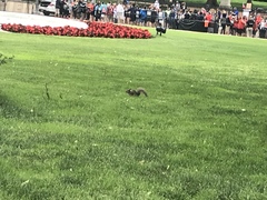 Sciurus carolinensis