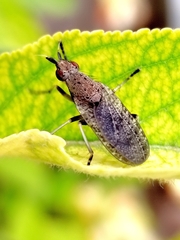 Euthycera cribrata