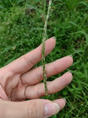 Digitaria setigera