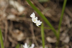 Puschkinia scilloides