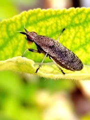 Euthycera cribrata