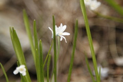 Puschkinia scilloides