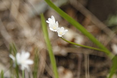 Puschkinia scilloides