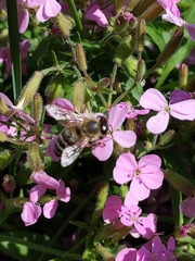 Apis mellifera