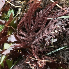 Neoptilota densa