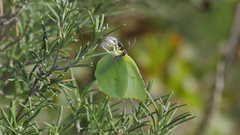 Gonepteryx cleopatra