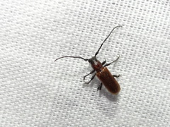 Anaesthetis testacea