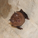 Japanese Greater Horseshoe Bat - Photo (c) Rei Akiyama, some rights reserved (CC BY-NC), uploaded by Rei Akiyama