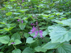 Equilabium petiolare