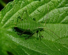 Isophya camptoxypha